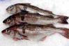 Haddock