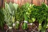 Herbs