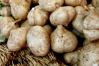 Jicama
