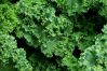 Kale