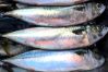 Mackerel