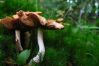 Mushrooms
