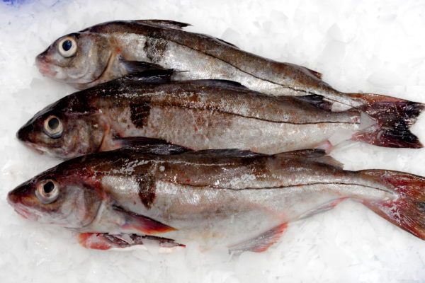 Haddock