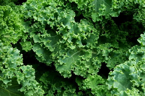 Kale