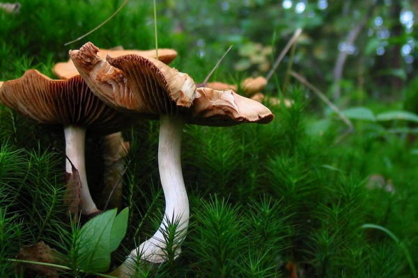 Mushrooms