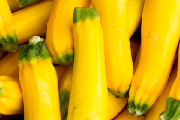 Yellow Squash